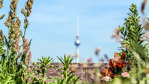 Blick vom begrünten Dachgarten auf Berliner Fernsehturm