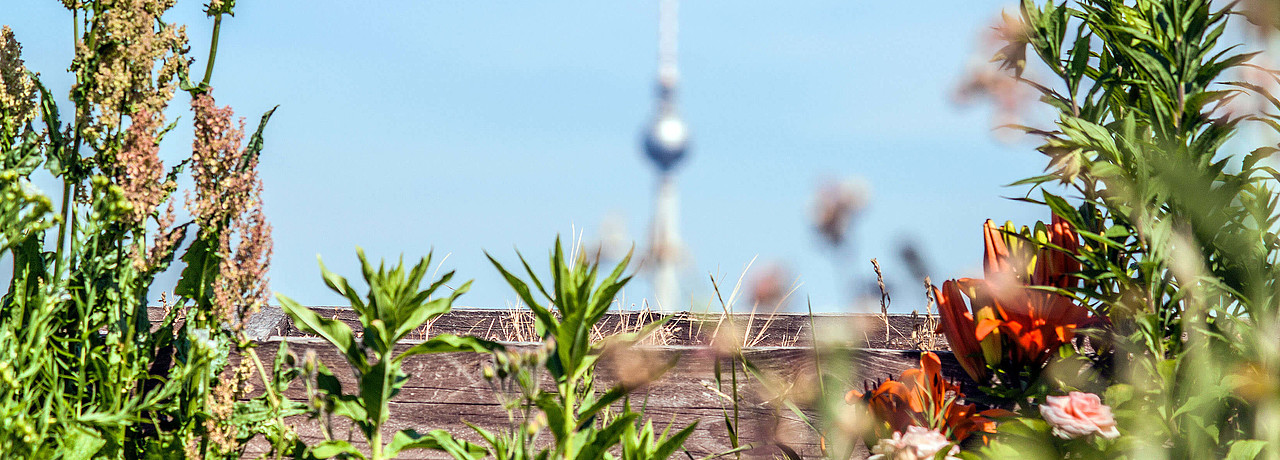 [Translate to English:] Blick vom begrünten Dachgarten auf Berliner Fernsehturm