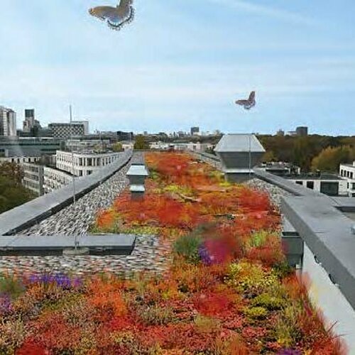 Konzept Hauptdachfläche mit Blumenwiese